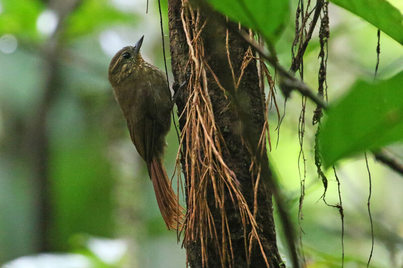 Wedge-billed Woodcreeper