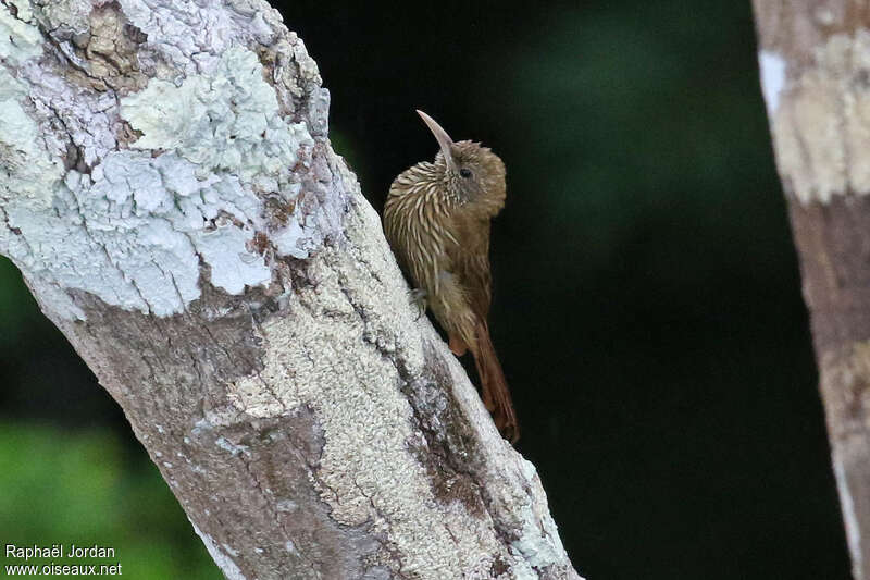 Grimpar de l'Inambariadulte, identification