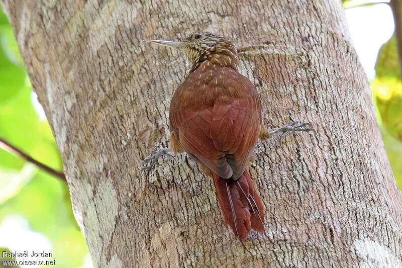 Zimmer's Woodcreeper, identification