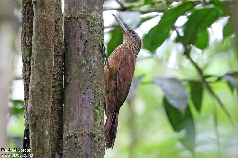 Buff-throated Woodcreeper, identification