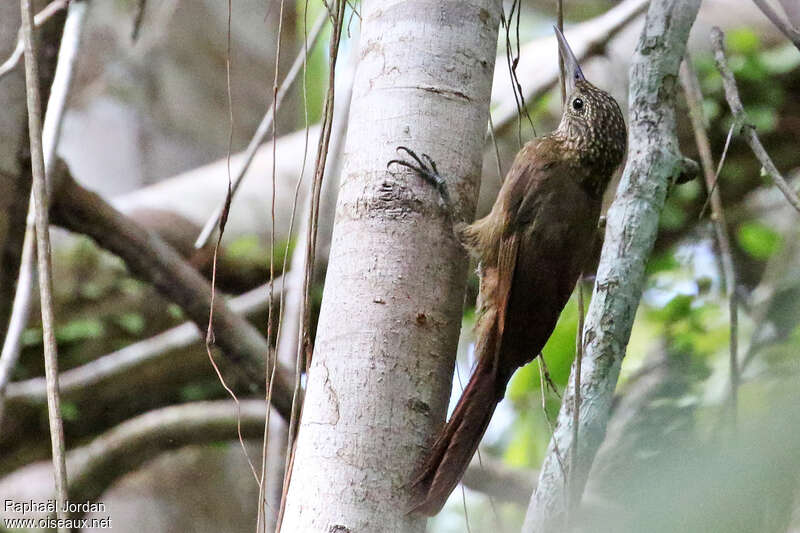 Grimpar élégant, identification