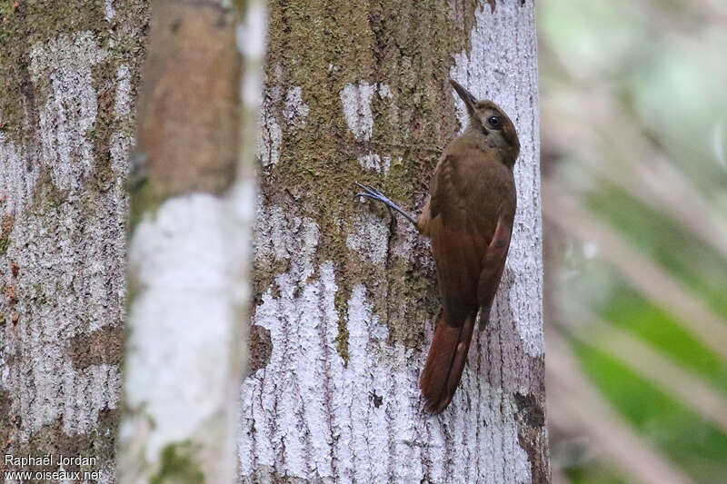 Grimpar enfuméadulte, habitat, pigmentation