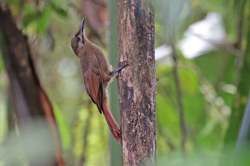 Plain-brown Woodcreeperadult