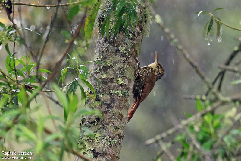 Scalloped Woodcreeper, identification