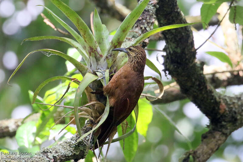 Strong-billed Woodcreeper, habitat, fishing/hunting