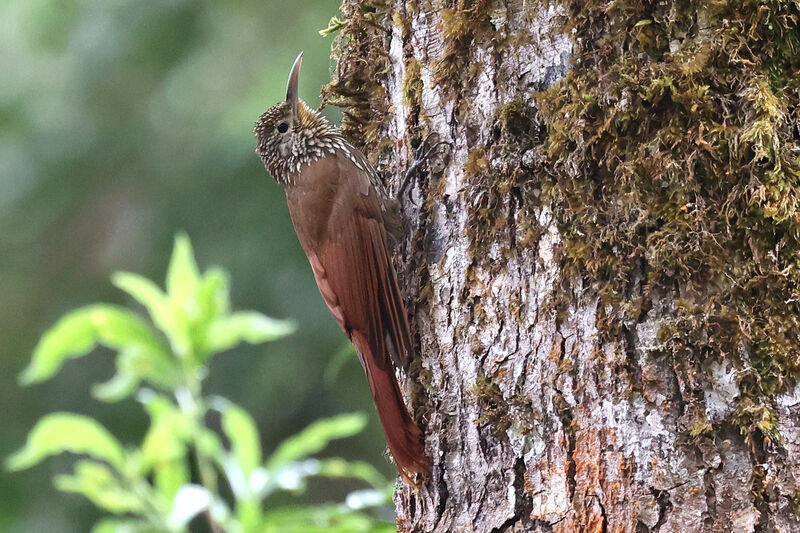 Spot-crowned Woodcreeper