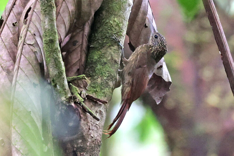 Ocellated Woodcreeper