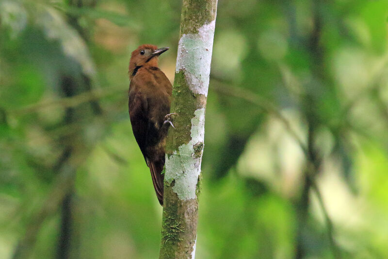 Ruddy Woodcreeper