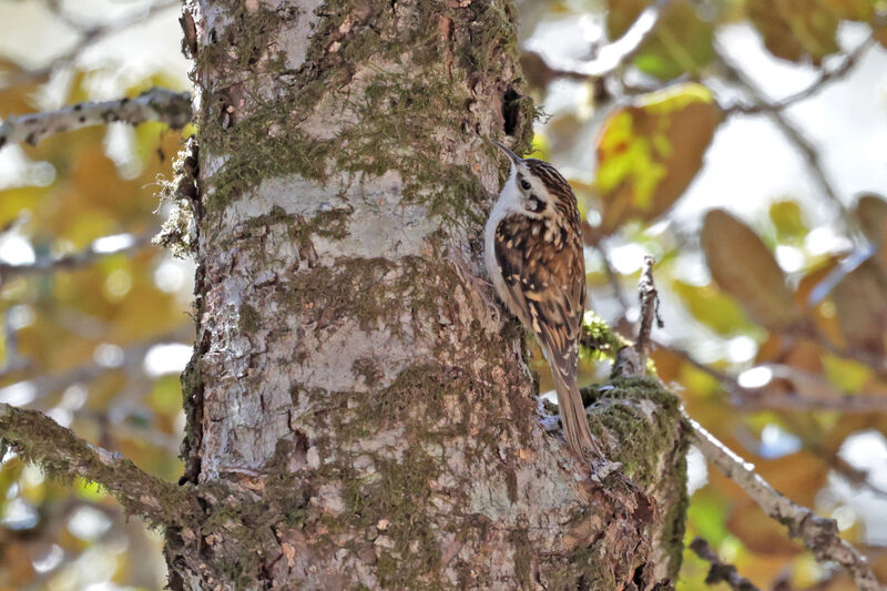 Hodgson's Treecreeper