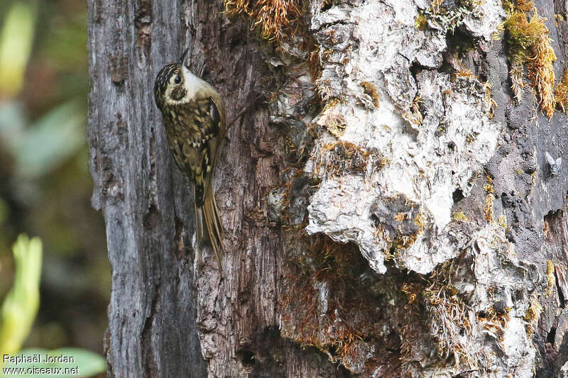 Rusty-flanked Treecreeperadult, habitat, pigmentation