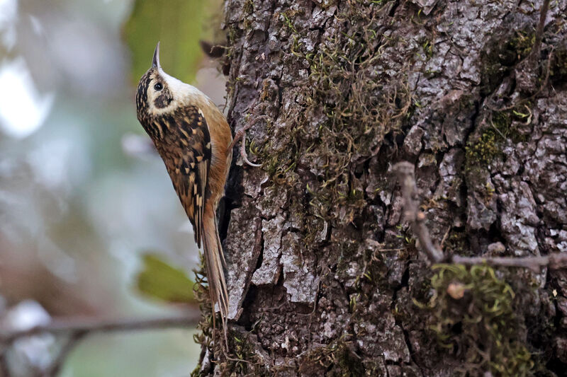 Rusty-flanked Treecreeper