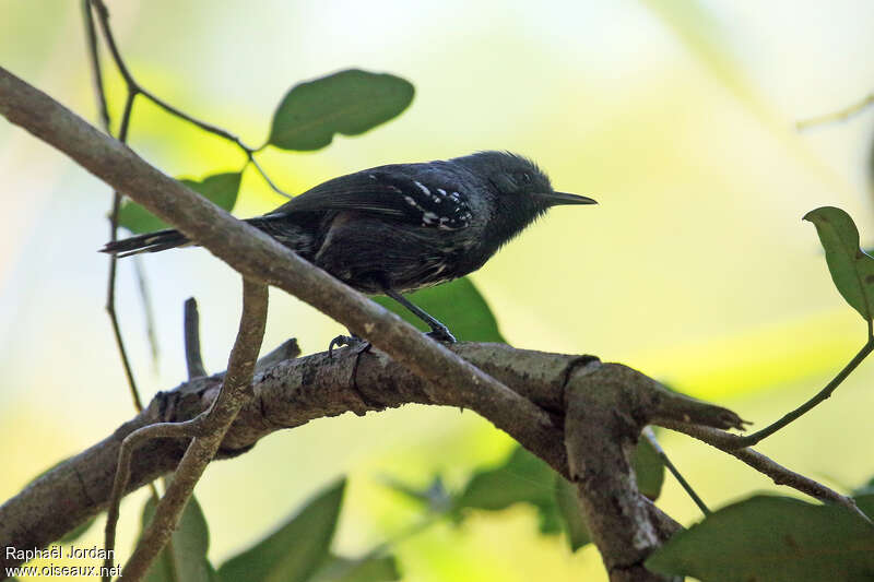 Narrow-billed Antwren male adult