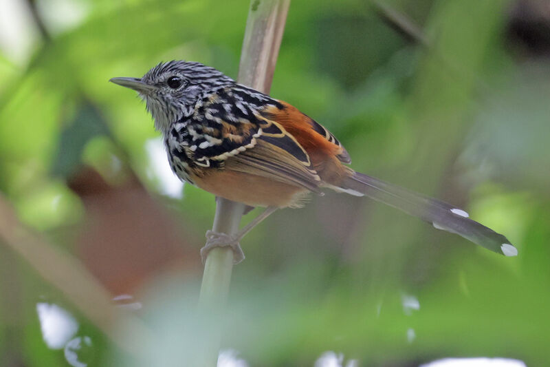 East Andean Antbirdadult