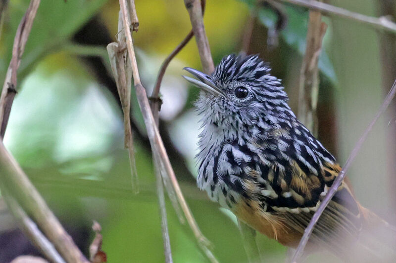 East Andean Antbirdadult