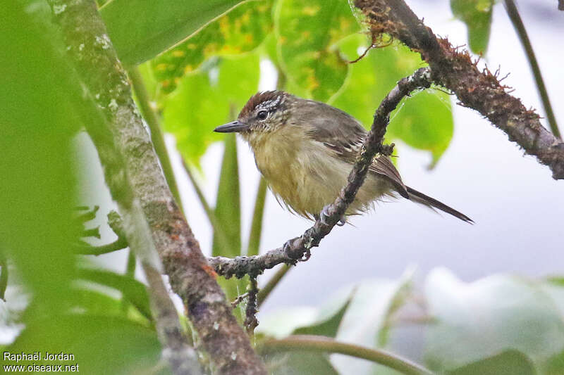 Yellow-breasted Antwren female adult, identification