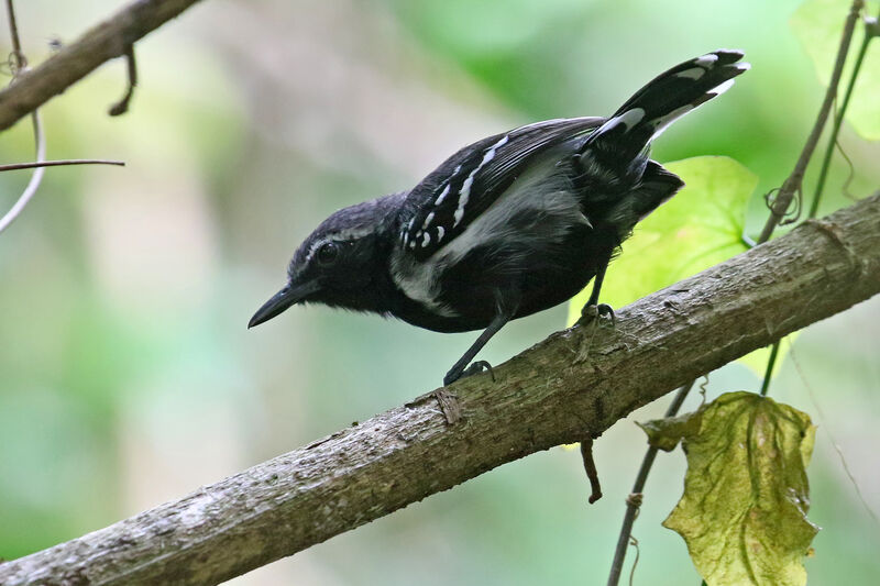 Southern White-fringed Antwren male adult