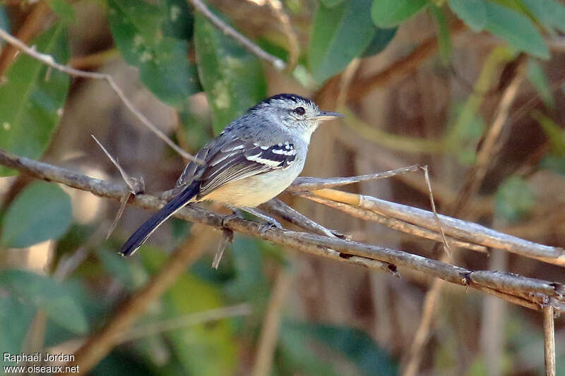 Caatinga Antwren male adult, identification