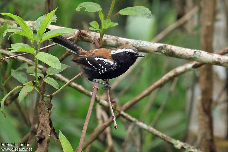 Serra Antwren male adult, habitat, pigmentation