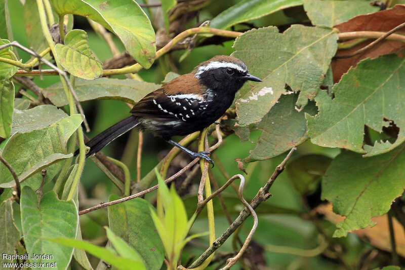 Grisin des montagnes mâle adulte, identification