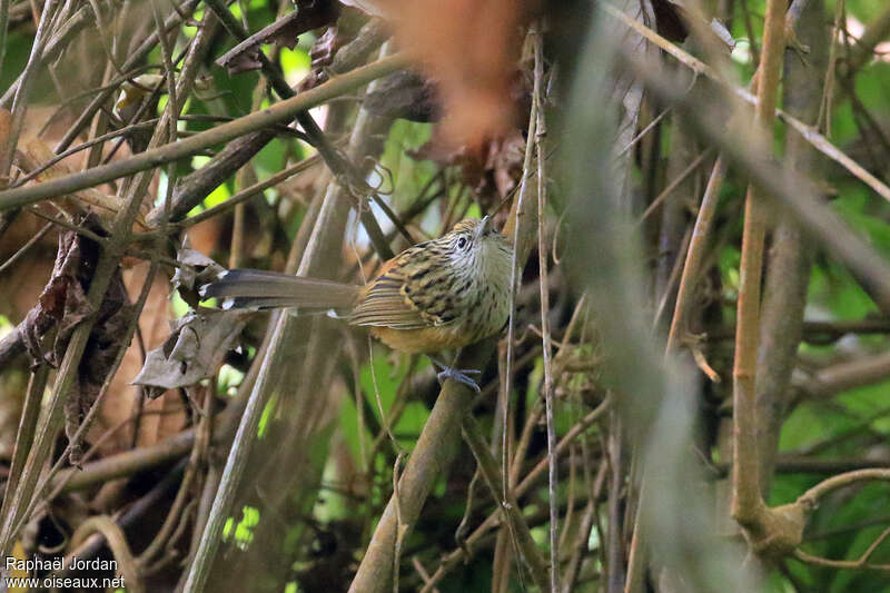 Santa Marta Antbird female adult, identification