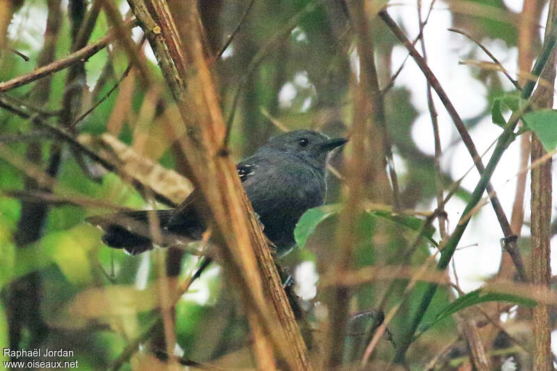 Rio de Janeiro Antbird male adult