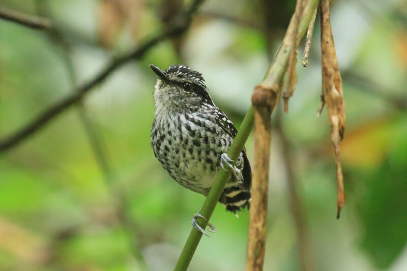 Scaled Antbird