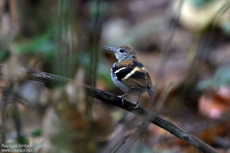 Banded Antbird male adult, song