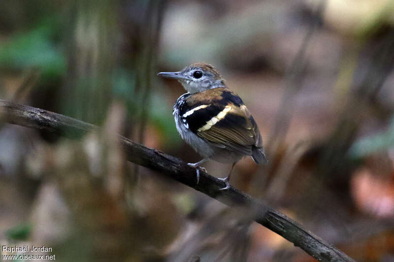 Grisin sanglé mâle adulte, identification