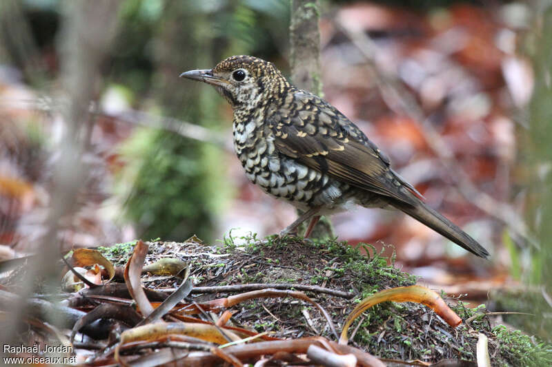 Bassian Thrush