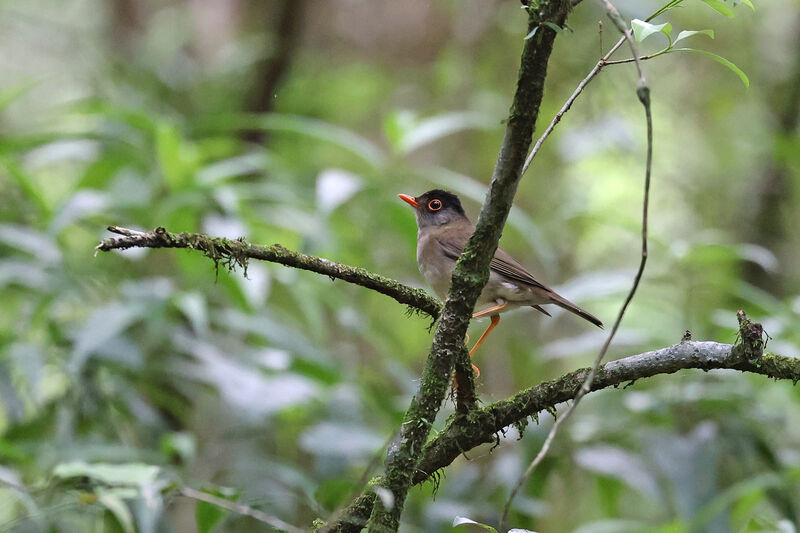 Black-headed Nightingale-Thrushadult