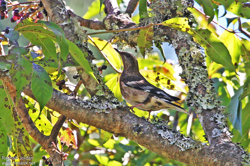 Aztec Thrush