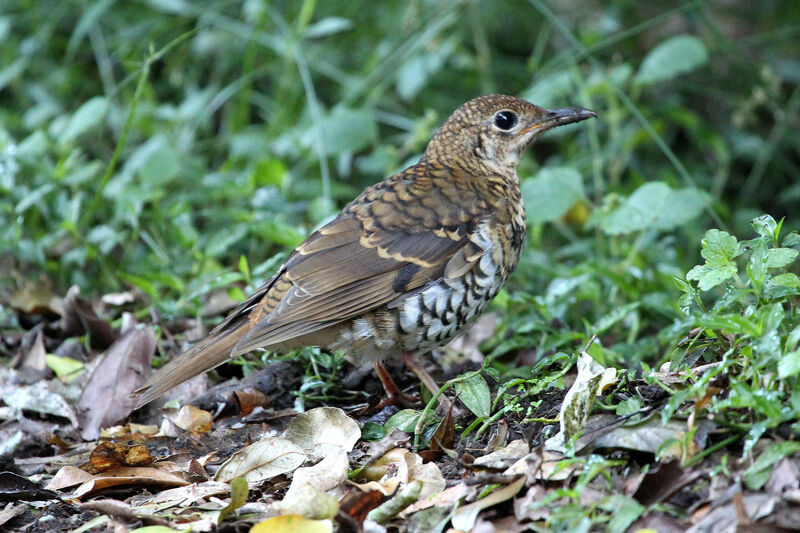 Russet-tailed Thrushimmature