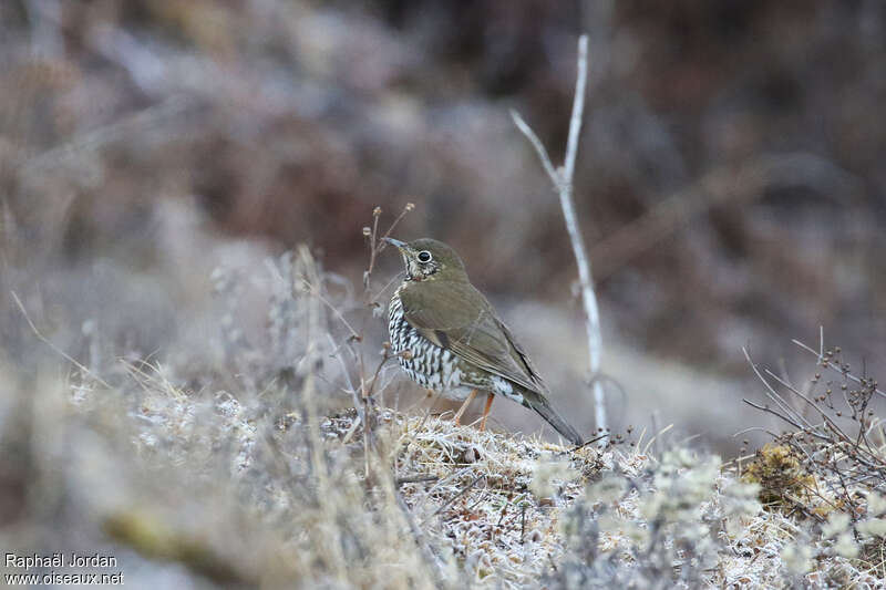 Grive de Hodgsonadulte nuptial, identification