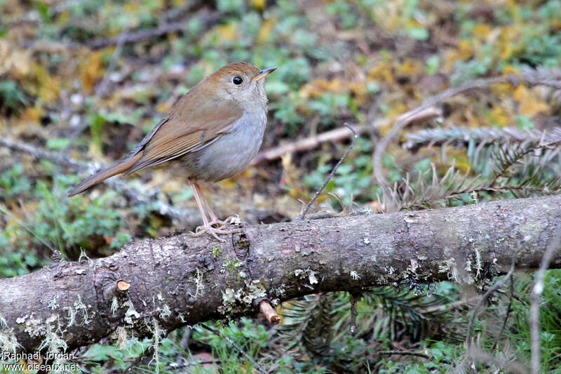 Russet Nightingale-Thrush