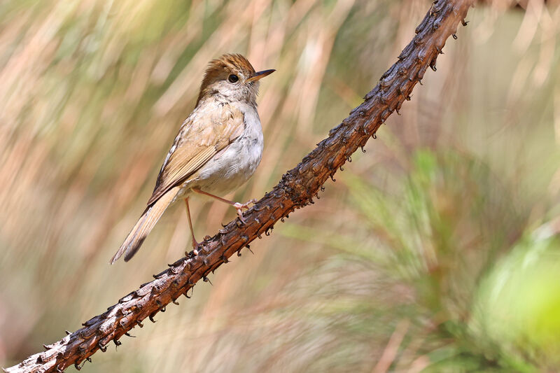 Russet Nightingale-Thrush