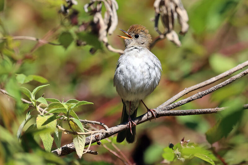 Russet Nightingale-Thrushadult, song