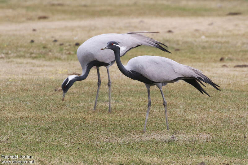 Grue demoiselleadulte nuptial, pigmentation