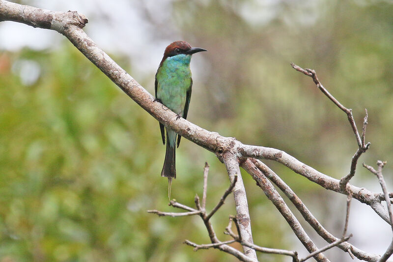 Blue-throated Bee-eater