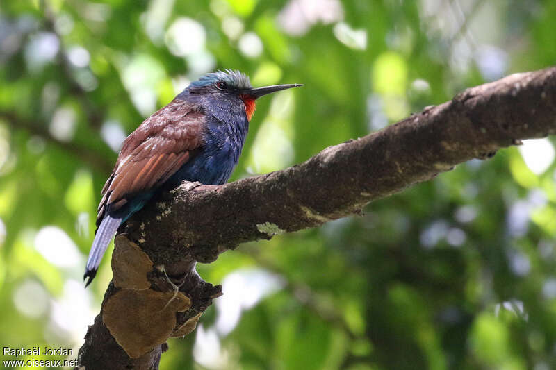 Guêpier à tête bleueadulte, habitat, pigmentation