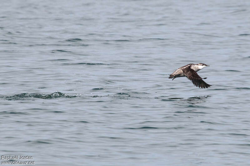 Guillemot à long becadulte, Vol