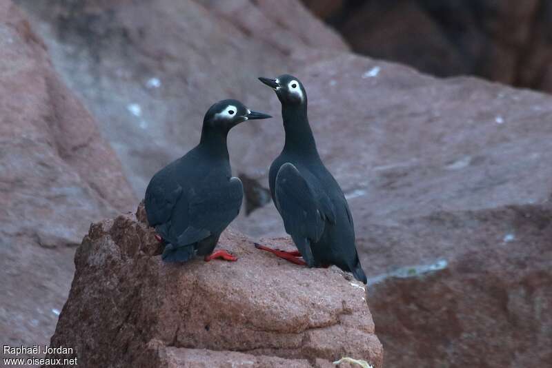 Guillemot à lunettesadulte, habitat, Comportement