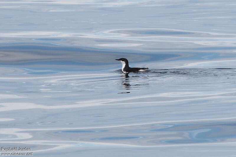 Guillemot de Scripps