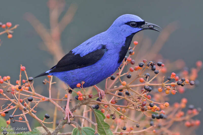 Short-billed Honeycreeper male adult, feeding habits