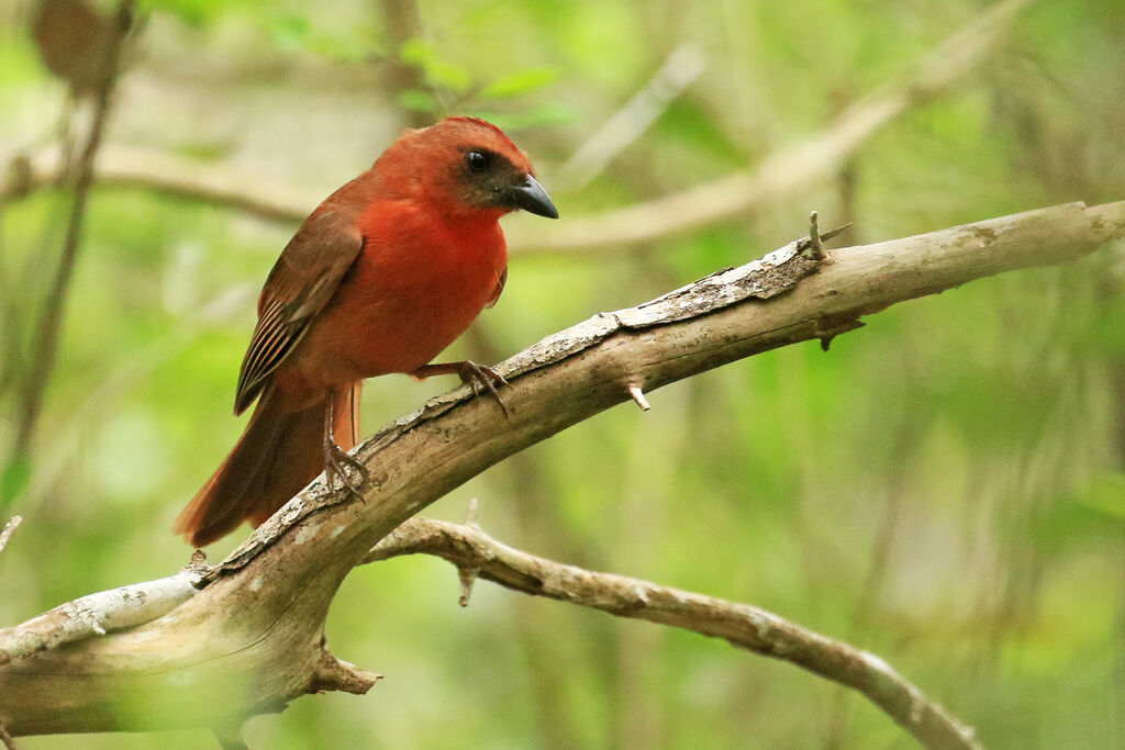 Habia à gorge rouge