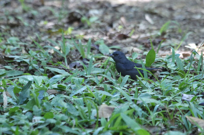 Uniform Finch male adult