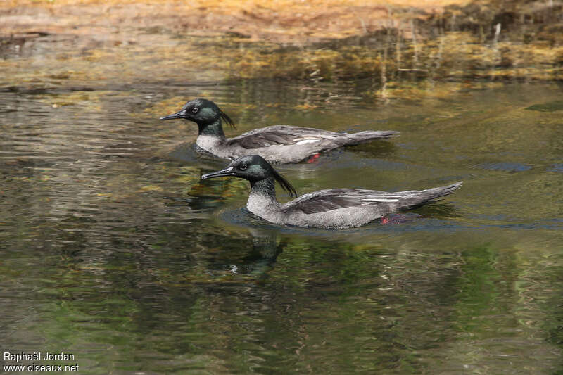 Brazilian Merganseradult, swimming