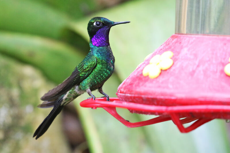 Purple-throated Sunangel male adult