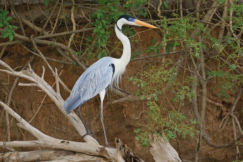 Cocoi Heronadult