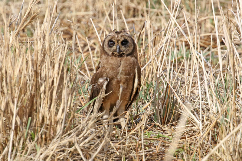 Hibou du Cap