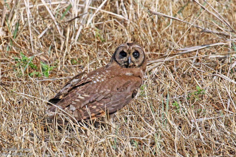 Hibou du Capadulte, identification